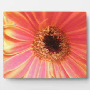 Gerbera Daisy Blume Plaque Fotoplatte