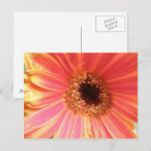 Gerbera Daisy Blume Postcard Postkarte (Vorne/Hinten)