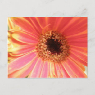 Gerbera Daisy Blume Postcard Postkarte