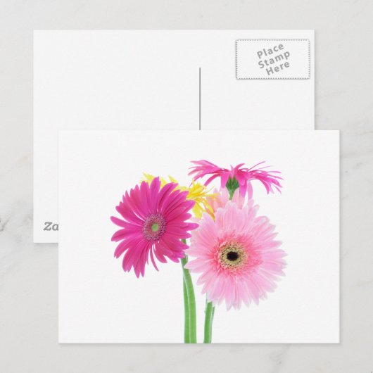 Gerbera Daisy Blume Postkarte (Vorne/Hinten)