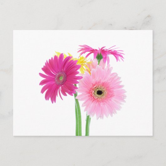 Gerbera Daisy Blume Postkarte (Vorderseite)