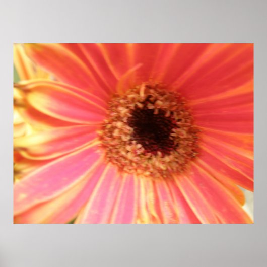 Gerbera Daisy Blume Print Poster (Vorne)