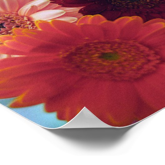 Gerbera Daisy Blume Wall Art Print Poster (Ecke)