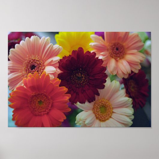 Gerbera Daisy Blume Wall Art Print Poster (Vorne)