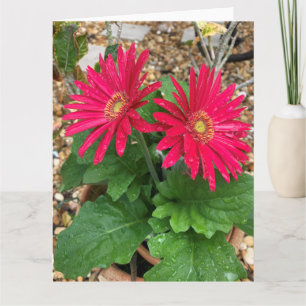 Gerbera Daisy Card Karte