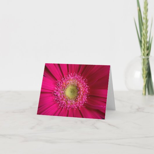 Gerbera Daisy Card Karte (Vorderseite)
