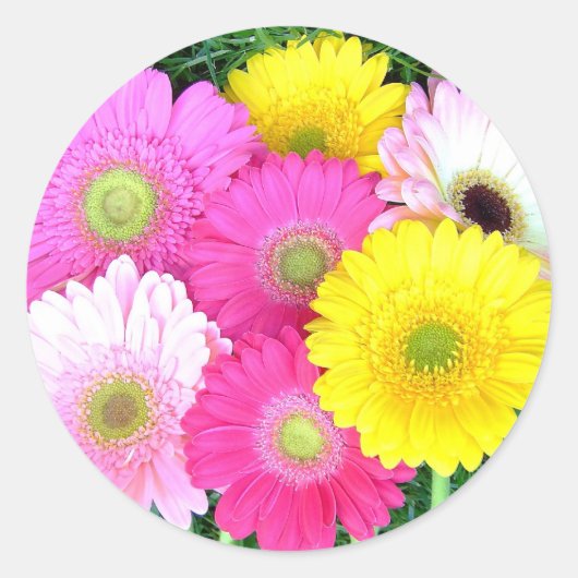 Gerbera Daisy Colors Runder Aufkleber (Vorderseite)