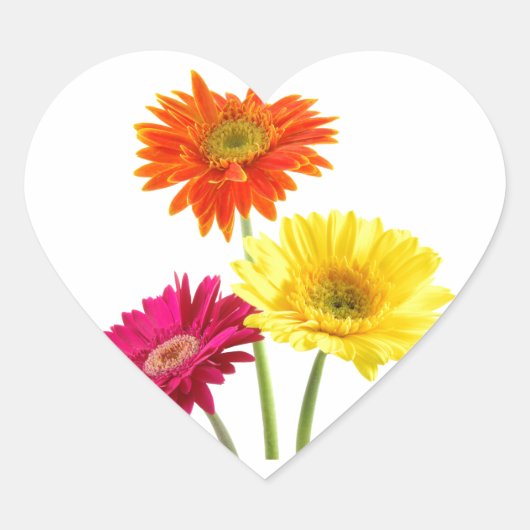 Gerbera Daisy Delight Herz-Aufkleber (Vorderseite)