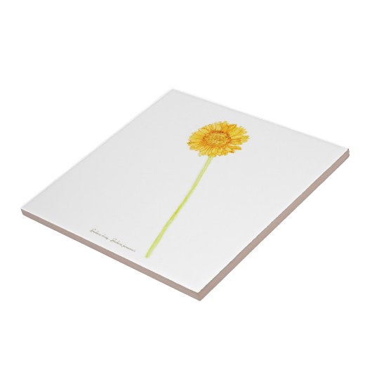 Gerbera daisy fliese (Seite)