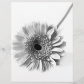 Gerbera Daisy Flyer (Vorne)