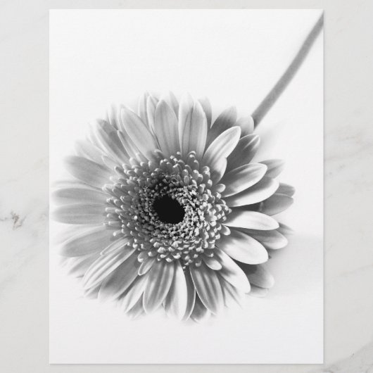 Gerbera Daisy Flyer (Vorne)