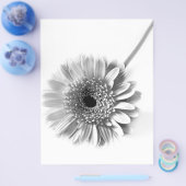 Gerbera Daisy Flyer (Einzeln)