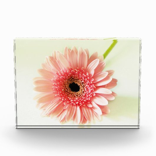 Gerbera Daisy Fotoblock (Vorderseite)