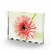 Gerbera Daisy Fotoblock (Rechts)