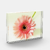 Gerbera Daisy Fotoblock (Links)