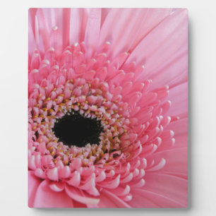 Gerbera Daisy Fotoplatte