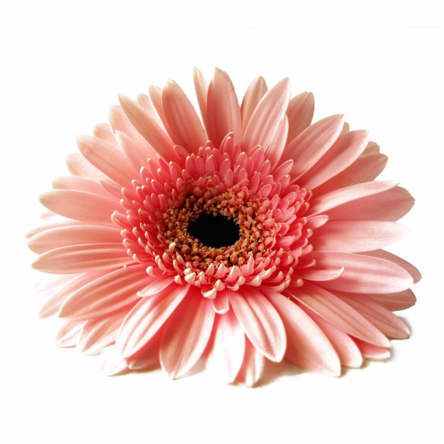 Gerbera Daisy Freistehende Fotoskulptur (Vorne)