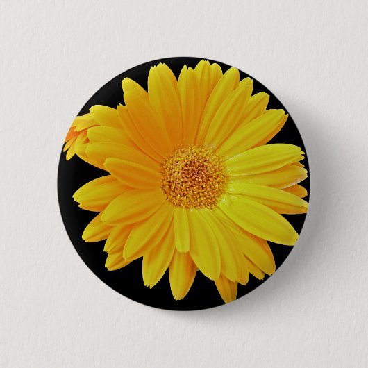 Gerbera Daisy (Gerbera hybrida) - Gelb Button (Vorderseite)