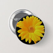 Gerbera Daisy (Gerbera hybrida) - Gelb Button (Vorne & Hinten)
