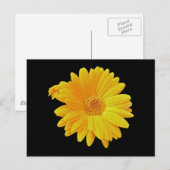 Gerbera Daisy (Gerbera hybrida) - Gelb Postkarte (Vorne/Hinten)