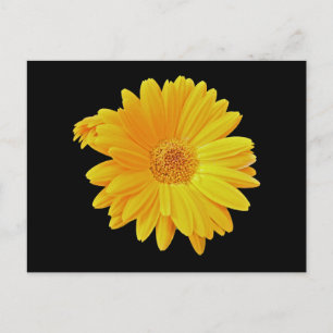 Gerbera Daisy (Gerbera hybrida) - Gelb Postkarte