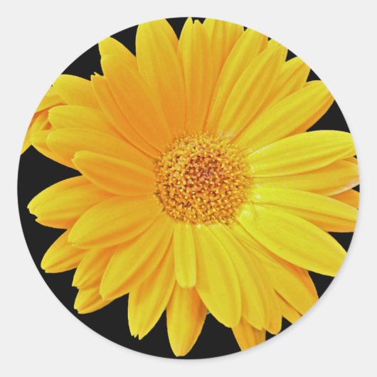 Gerbera Daisy (Gerbera hybrida) - Gelb Runder Aufkleber (Vorderseite)