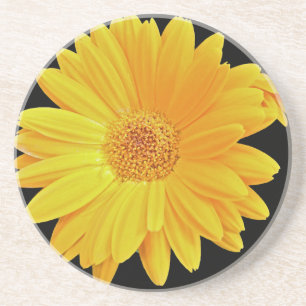 Gerbera Daisy (Gerbera hybrida) - Gelb Sandstein Untersetzer