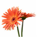 Gerbera daisy in der Vase Fotoskulptur Ornament<br><div class="desc">Gerbera daisy in der Vase</div>