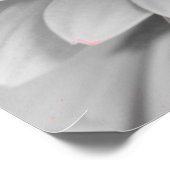 Gerbera Daisy Leinwand Poster (Ecke)