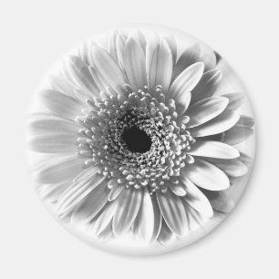 Gerbera Daisy Magnet