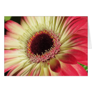 Gerbera Daisy - Nah Up