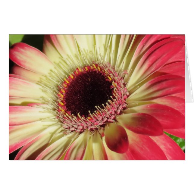 Gerbera Daisy - Nah Up (Vorderseite (Horizontal))
