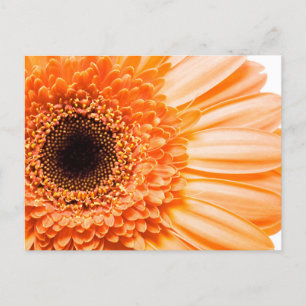 Gerbera Daisy Nah-up Foto Postcard Postkarte