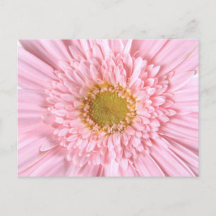 Gerbera Daisy Nah-up Foto Postcard Postkarte