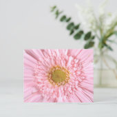 Gerbera Daisy Nah-up Foto Postcard Postkarte (Stehend Vorderseite)