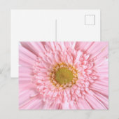 Gerbera Daisy Nah-up Foto Postcard Postkarte (Vorne/Hinten)
