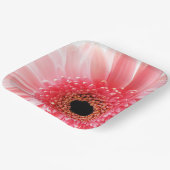 Gerbera Daisy Pappteller (Gewinkelt)