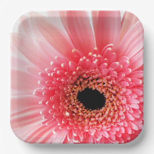 Gerbera Daisy Pappteller (Vorderseite)
