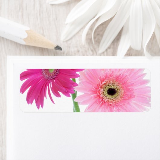 Gerbera Daisy Piink Blume (Insitu)
