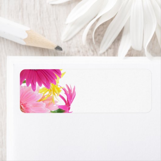 Gerbera Daisy Piink Blume (Insitu)