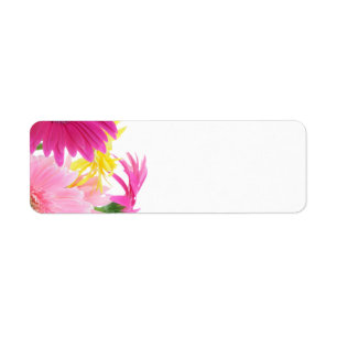Gerbera Daisy Piink Blume