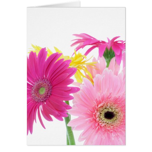 Gerbera Daisy Piink Blume (Vorne)