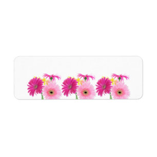 Gerbera Daisy Piink Blume