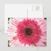Gerbera Daisy Post Card Postkarte (Vorne/Hinten)
