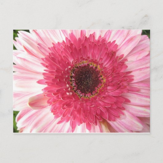 Gerbera Daisy Post Card Postkarte (Vorderseite)