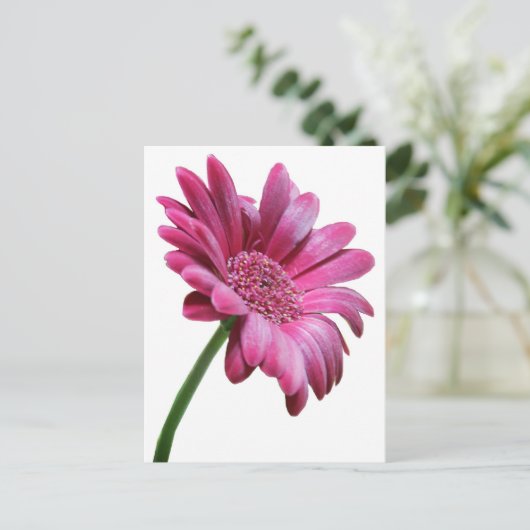 Gerbera Daisy Postcard Postkarte (Stehend Vorderseite)