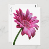 Gerbera Daisy Postcard Postkarte (Vorne/Hinten)