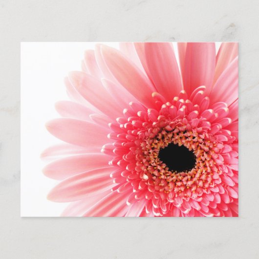 Gerbera Daisy Poster (Vorderseite)