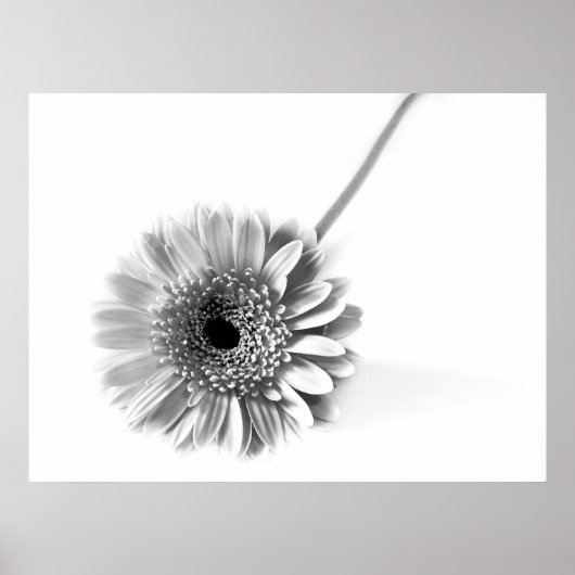 Gerbera Daisy Poster (Vorne)