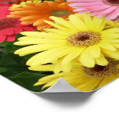 Gerbera Daisy Poster (Ecke)